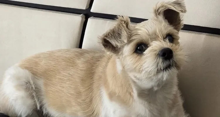 Meet Arya: The Dog Behind the App