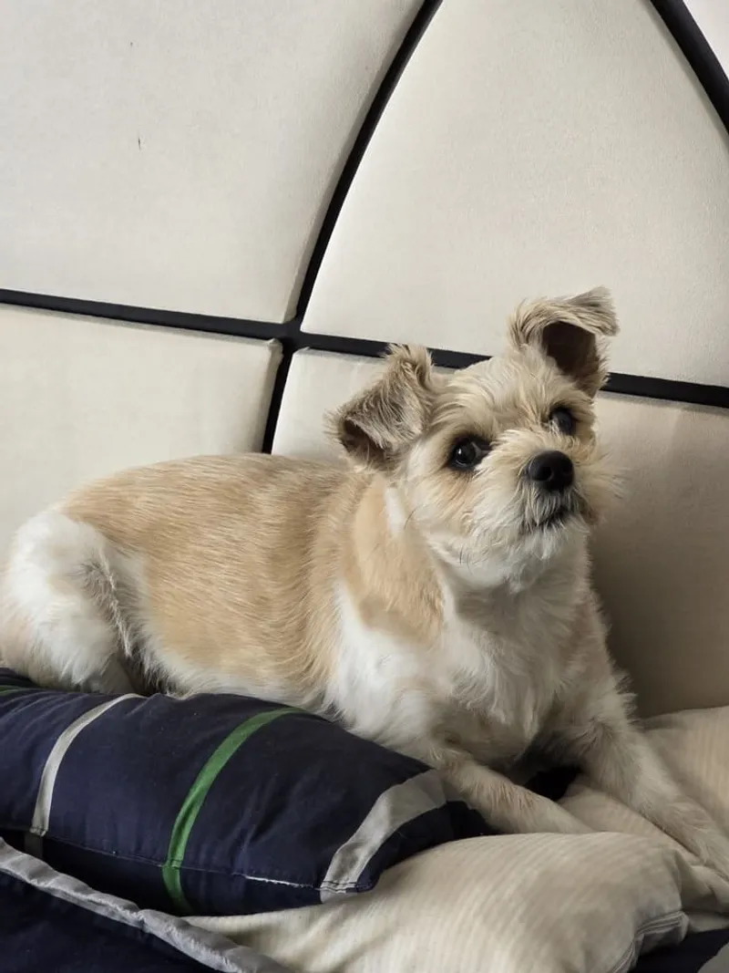 Meet Arya: The Dog Behind the App