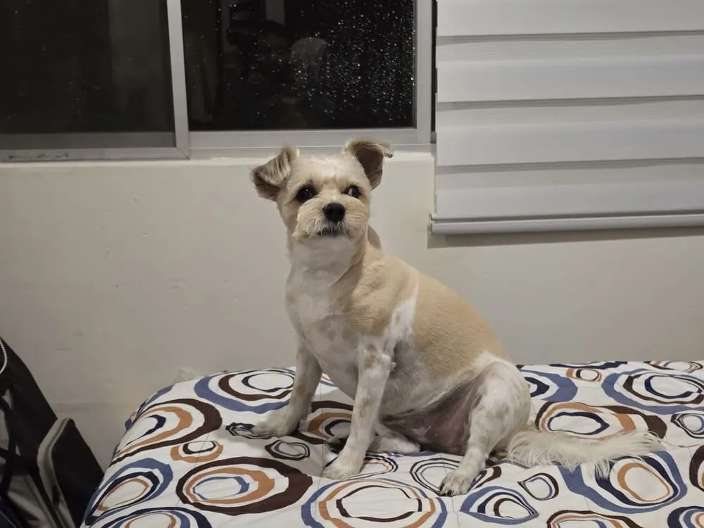 Arya 3